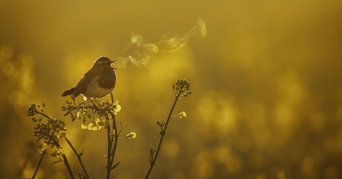 Jubileum 40 jaar VNF — Vereniging van Natuurfotografen Apeldoorn